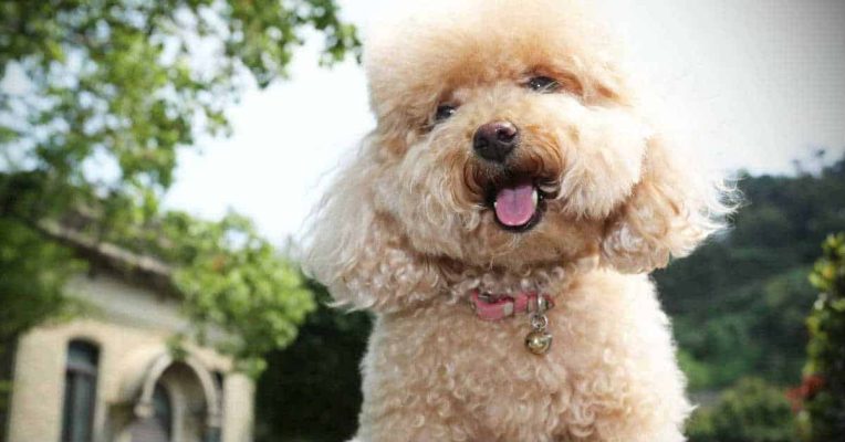 lớp huấn luyện chó poodle