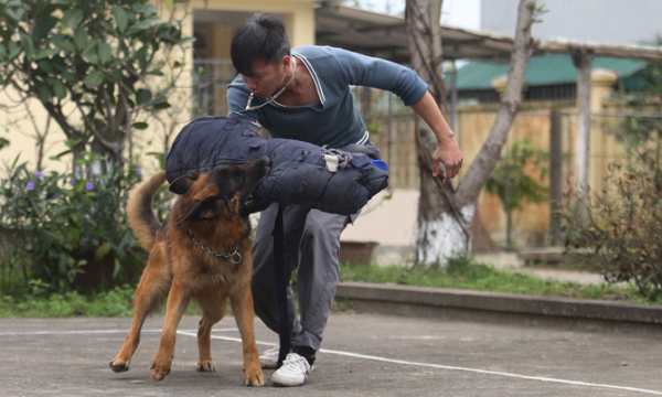 Trung tâm huấn luyện chó nghiệp vụ Gia Lai