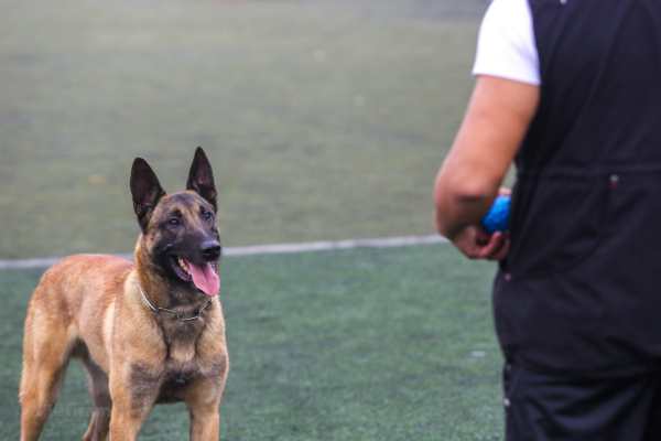 Trung tâm huấn luyện chó nghiệp vụ Gia Lai