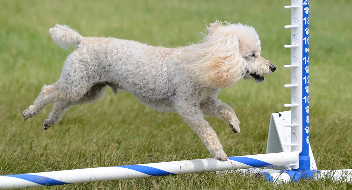 trường dạy chó poodle