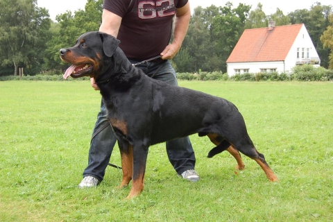 huấn luyện rottweiler TRƯỞNG THÀNH