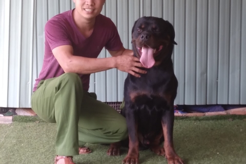 Huấn Luyện Chó Bảo Vệ Chuyên Nghiệp: Nâng Tầm An Ninh Cho Gia Đình Bạn