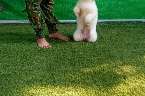 Địa chỉ trung tâm huấn luyện chó Kontum