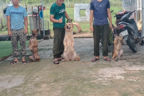 Trung tâm huấn luyện chó Bình Định: Địa chỉ đào tạo chó hàng đầu