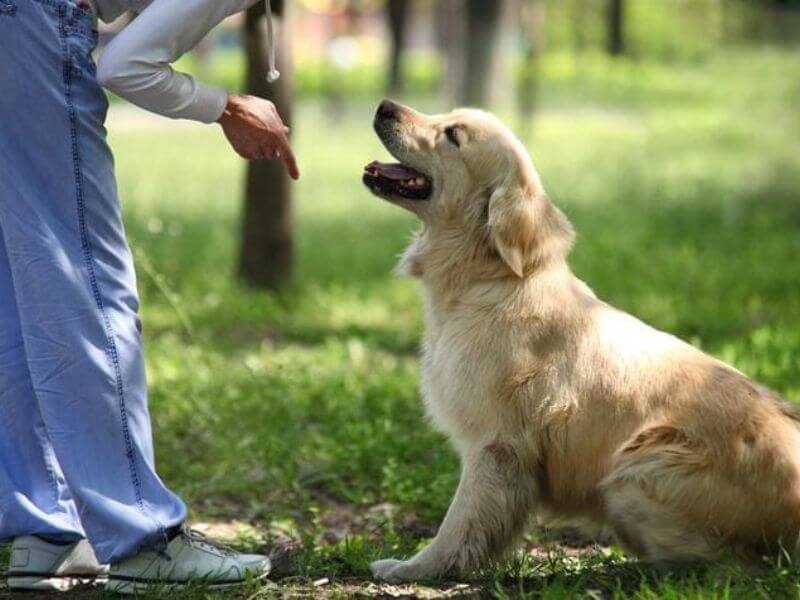 14 bài huấn luyện chó cơ bản