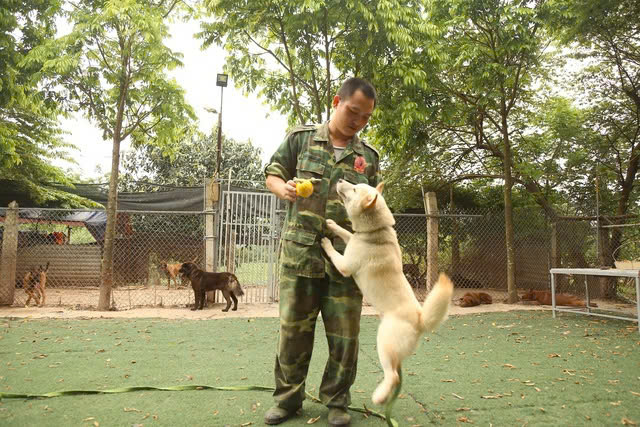 trung tâm huấn luyện chó gần đây