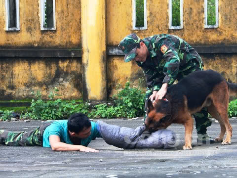 Huấn luyện chó bảo vệ chủ