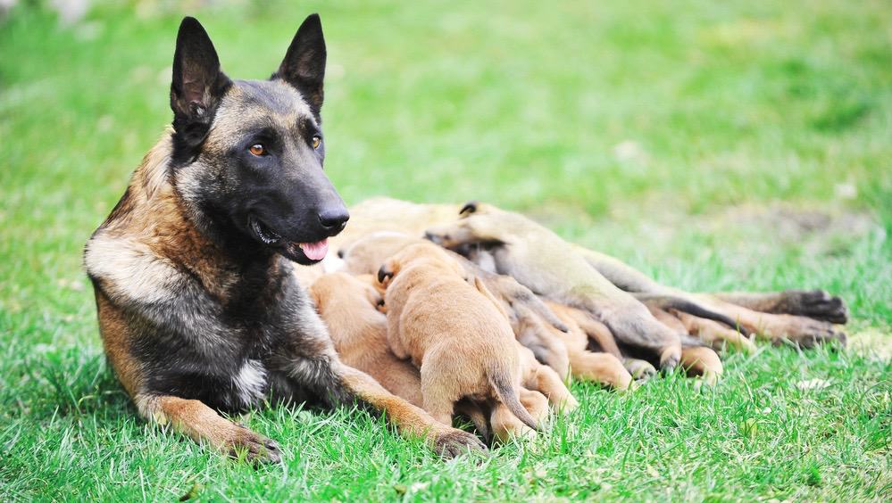 Tìm hiểu về phối giống chó nghiệp vụ và những điều cần lưu ý